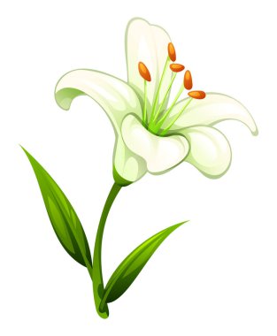 Yumuşak yaprakları ve yaprakları olan narin beyaz zambak çiçeği zarif çiçek tasarımları için mükemmel. Vektör çizgi film illüstrasyonu