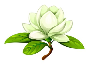 Yapraklı beyaz manolya çiçeği. Vektör karikatür çizimi beyaz arkaplanda izole edildi