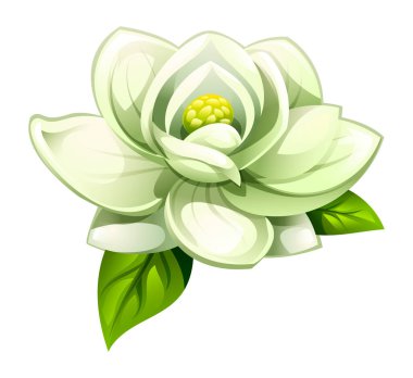 Beyaz manolya çiçeği yapraklarla çiçek açar. Vektör karikatür çizimi beyaz arkaplanda izole edildi