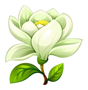 Yumuşak yaprakları ve yaprakları olan beyaz manolya çiçeği narin bir çiçek sergiliyor. Vektör çizgi film illüstrasyonu