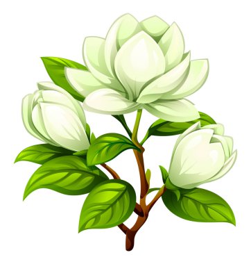 Dalında yapraklar olan beyaz manolya çiçekleri. Vektör çizgi film illüstrasyonu