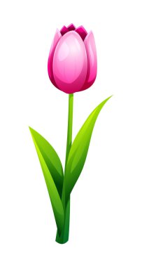 Yumuşak yaprakları ve yaprakları olan yumuşak pembe lale. Bahar tasarımları için ideal. Vektör çizgi film illüstrasyonu