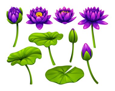 Mor nilüfer çiçeği seti farklı çiçek aşamalarında, yapraklarla. Vektör çizgi film illüstrasyonu