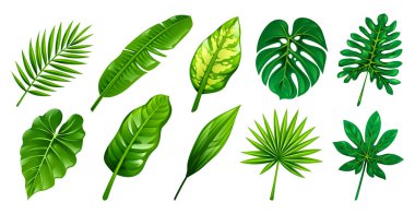 Palmiye ve canavar yaprakları içeren tropik yapraklar. Vektör çizgi film illüstrasyonu