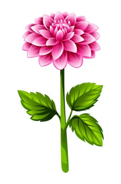 Yapraklı pembe yıldız çiçeği. Vektör çizgi film illüstrasyonu