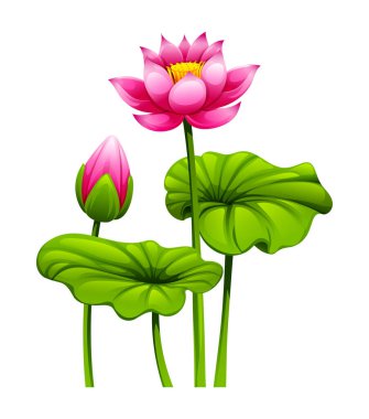 Nilüfer yapraklı pembe nilüfer çiçekleri ve tomurcuklanan bir çiçek. Vektör çizgi film illüstrasyonu