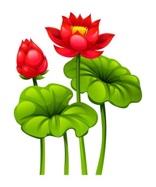 Saplı ve nilüfer çiçekli kırmızı nilüfer çiçeği, yanında da çiçek açan bir tomurcuk. Vektör çizgi film illüstrasyonu