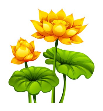 Parlak sarı nilüfer çiçekleri, biri tamamen çiçek açıyor, diğeri ise yapraklarla çevrili bir tomurcuk. Vektör çizgi film illüstrasyonu