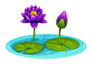 Gölette nilüferli mor nilüferler, biri tamamen çiçek açmış ve biri tomurcuklanmış. Vektör çizgi film illüstrasyonu