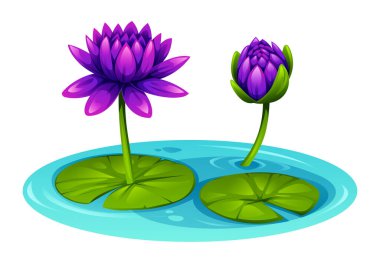 Mor nilüferler su üzerinde çiçek açıyor, bir gölette, nilüferlerle çevrili. Vektör çizgi film illüstrasyonu