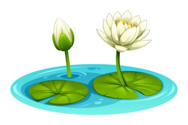 Gölette nilüferli nilüferler, biri çiçek açmış, diğeri tomurcuklanmış. Vektör çizgi film illüstrasyonu