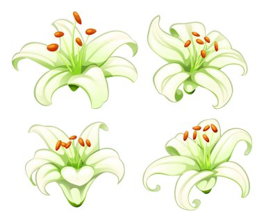 Kıvrımlı yaprakları ve parlak erkek organları olan zarif beyaz zambak çiçekleri. Vektör çizgi film illüstrasyonu