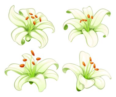 Çeşitli açılarda ve sanatsal tarzda çiçek açan beyaz zambaklar koleksiyonu. Vektör çizgi film illüstrasyonu