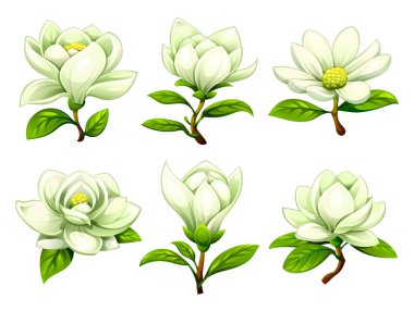 Beyaz manolya çiçekleri farklı çiçek aşamalarında. Vektör çizgi film illüstrasyonu
