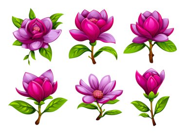 Mor manolya çiçekleri yeşil yapraklarla çeşitli çiçek aşamalarında. Vektör çizgi film illüstrasyonu