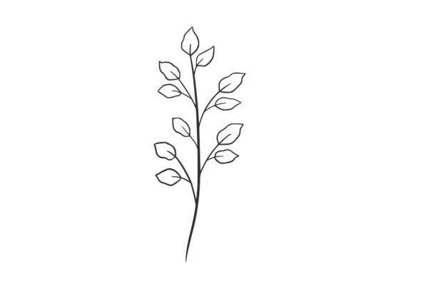Illustrazione Botanica Del Vettore Dell Acquerello — Vettoriale Stock