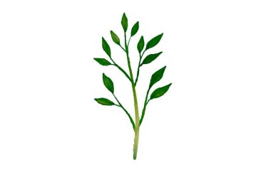 Botanik Suluboya Vektör İllüstrasyonu