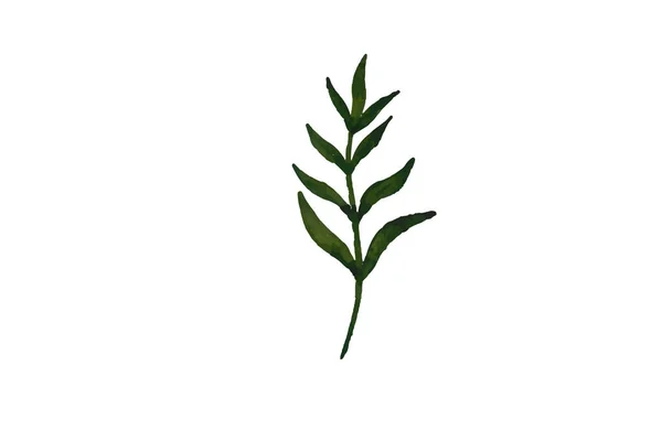 植物水彩ベクトルイラスト — ストックベクタ