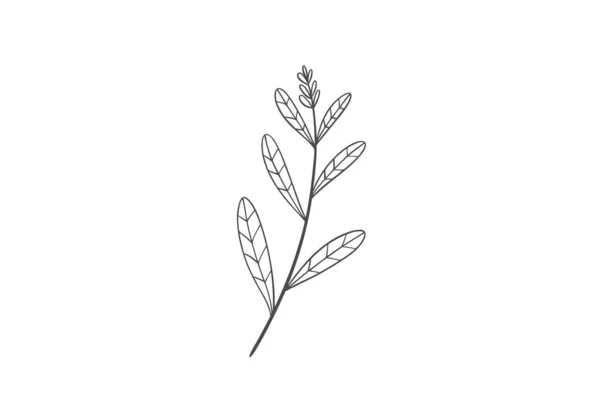 Wildplant Lijn Kunst Illustratie — Stockvector