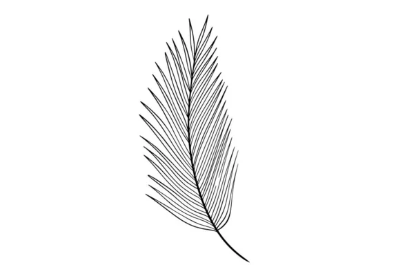 Palm Bladeren Lijn Kunst Illustratie — Stockvector