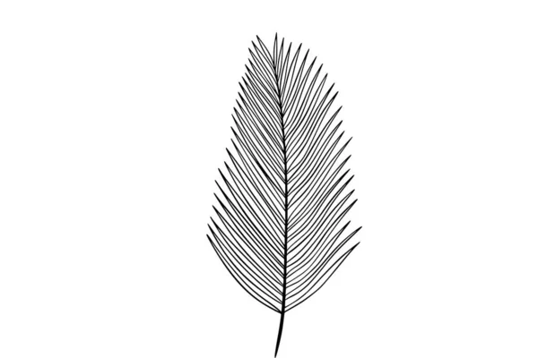 Palm Leaves Line Art Illustration — Stock Vector