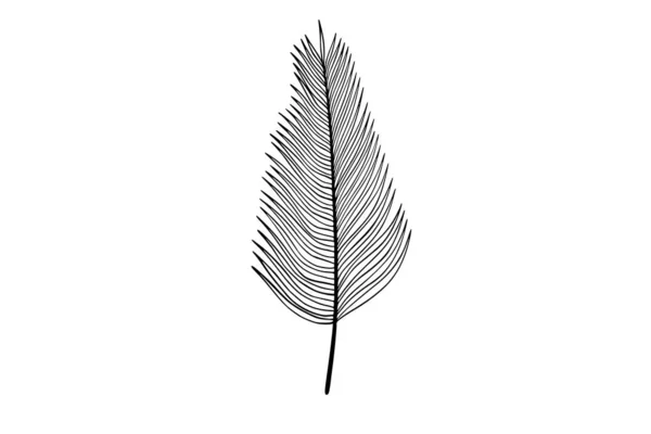 Palm Leaves Line Art Illustration — Stock Vector