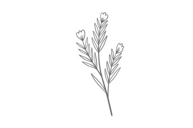 okaliptüs çizgisi çizimi