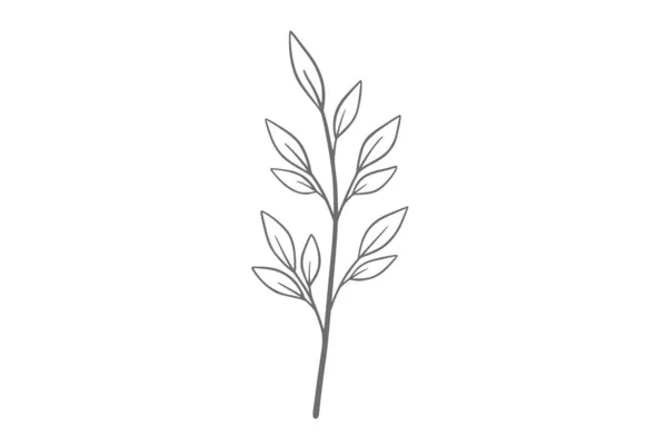 Eucalyptus Linje Konst Illustration — Stock vektor
