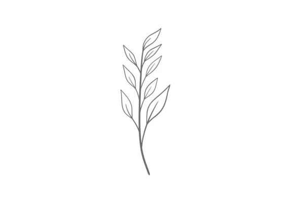 Illustration Art Ligne Eucalyptus — Image vectorielle