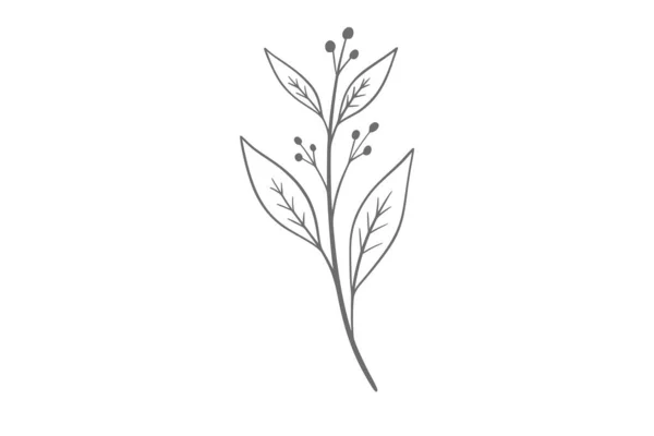 Eucalyptus Linje Konst Illustration — Stock vektor