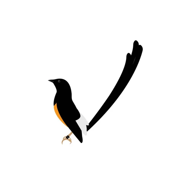 Murai Batu Bird Vector Illustration — Stock Vector