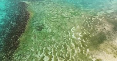Okyanus. Açık deniz suyundaki mercanlar kapanıyor. Metin için mercan resifi kopyalama alanı. Siquijor, Filipinler.