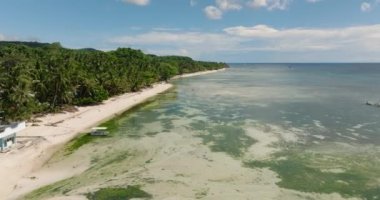 Turkuaz mercan resiflerinden oluşan turkuaz bir göl ve sağlıklı hindistan cevizi ağaçları. Siquijor, Filipinler.