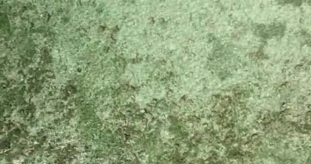 Αεροπλάνα Κοραλλιογενών Υφάλων Σχηματίζονται Στο Βυθό Γαλήνια Γαλαζοπράσινα Κύματα Από — Αρχείο Βίντεο