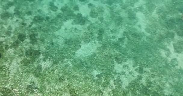 轻柔的靠近迷人的洋底 美丽的珊瑚礁 Siquijor 菲律宾 — 图库视频影像