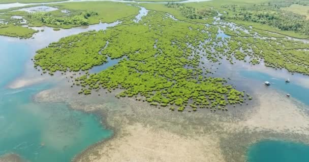 Flygfoto Över Vackra Mangroveträsk Landskap Djungler Träd Och Flod Turkos — Stockvideo