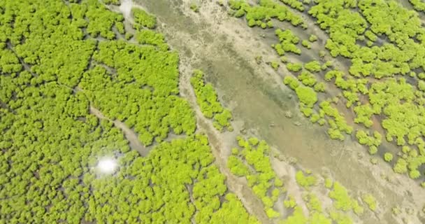 Unikt Ekosystem Surigao Del Norte Mangroveträsk Djungler Och Älv Mindanao — Stockvideo