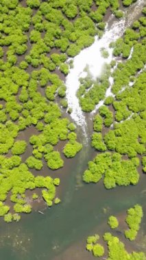 Nehirli mangrovların yeşillik arazisinin üzerinde uçuyor. Mangrovlardaki suda güneş ışığı yansıması. Mindanao, Filipinler. Dikey görünüm.