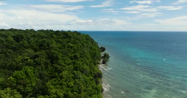 Prachtige Gezonde Palmbomen Overzien Zee Onder Helderblauwe Lucht Wolken — Stockvideo