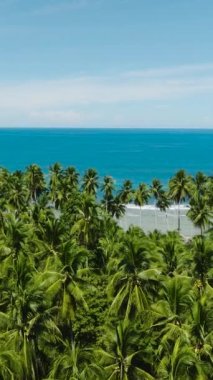 Hindistan cevizi ağaçlarının üzerinden açık deniz yüzeyine doğru ilerliyoruz. Açık gökyüzü ve bulutlar. Mindanao, Filipinler. Seyahat konsepti. Dikey görünüm.