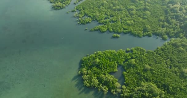 Erdővel Zöldes Vízzel Repült Mangrove Fölött Zamboanga Vagyok Mindanao Fülöp — Stock videók