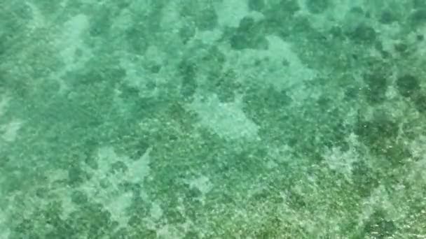 Doux Gros Plan Fond Océan Incroyable Avec Beaux Récifs Coralliens — Video
