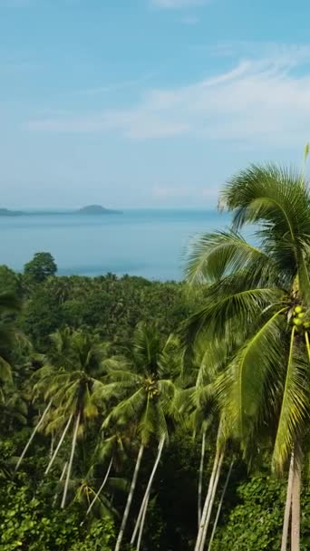 Tropical Island Coconut Trees Green Forest Blue Sky Clouds Mindanao — Stockvideo