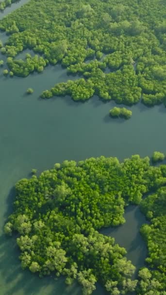 Летают Над Мангровыми Зарослями Лесом Зеленоватой Водой Замбоанга Минданао Филиппины — стоковое видео