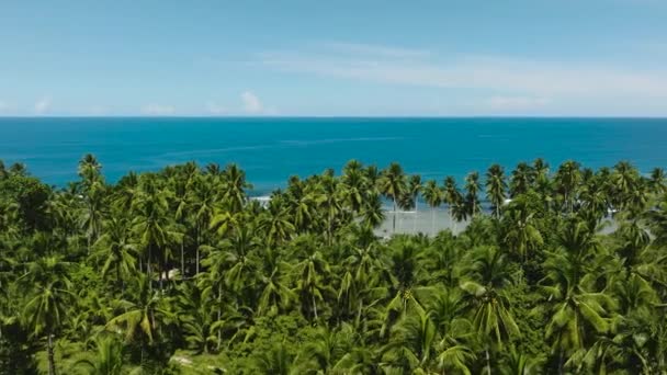 Idąc Przodu Przez Drzewa Kokosowe Aby Otworzyć Powierzchnię Morza Czyste — Wideo stockowe