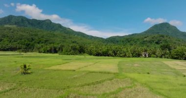 Camiguin Adası 'nın dağ yamacında pirinç tarlaları olan tarım arazileri. Filipinler.