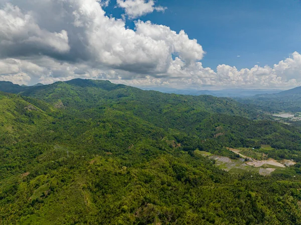 Taze yeşil yapraklar, tropikal bitkiler ve ağaçlar dağları ve vadiyi kaplar. Mindanao, Filipinler.