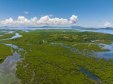 Surigao del Norte adasındaki yağmur ormanlarının ve mangrovların insansız hava aracı görüntüsü. Mindanao, Filipinler.