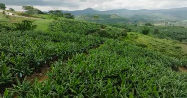 Bukidnon, Mindanao 'daki muz tarlaları. Filipinler.