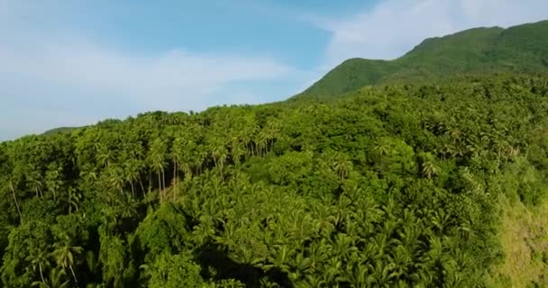 Τροπικό Βουνό Καρύδες Και Ζούγκλα Μπλε Ουρανός Και Σύννεφα Νήσος — Αρχείο Βίντεο